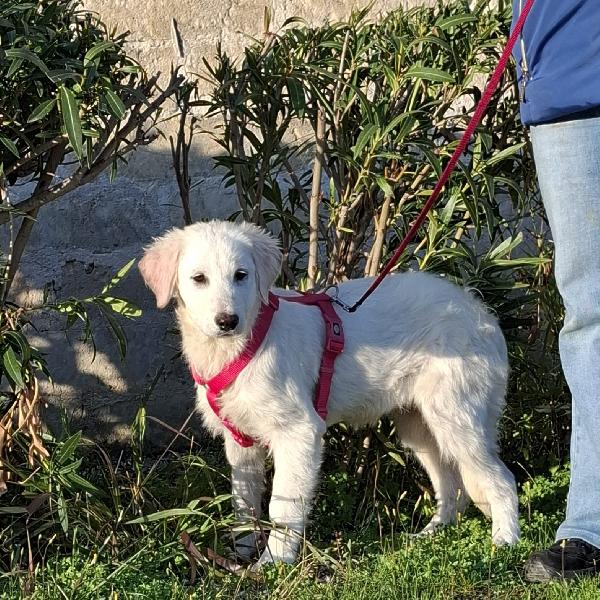 LAVA cucciolona mix maremmana in adozione Foto 6